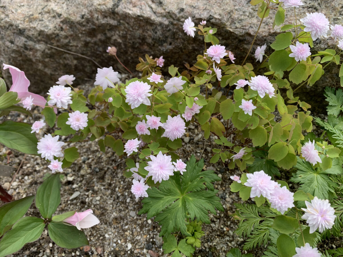 Anemonella Thalictroides Blushing Bride Alpines Dk