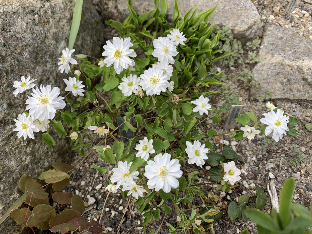 Anemonella Thalictroides Semi Double Alba Alpines Dk