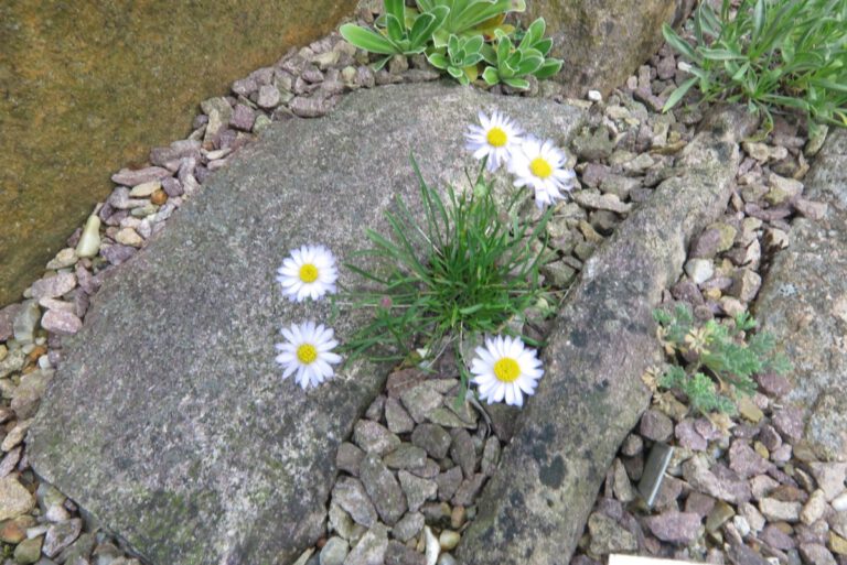 Erigeron Arenarioides Nargs Alpines Dk