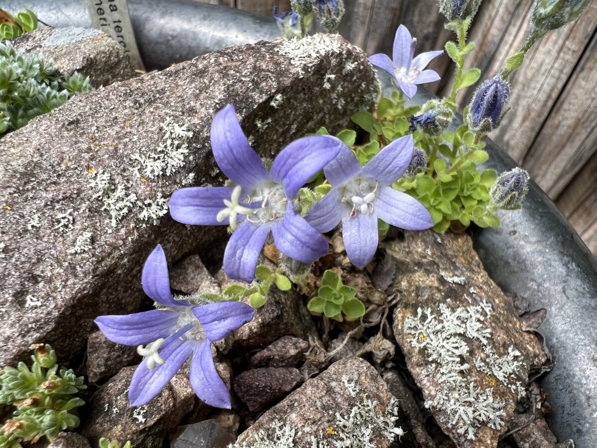 Campanula Cenisia Matterhorn Alpines Dk