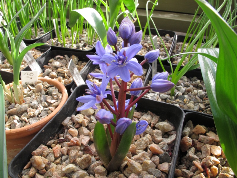 Scilla bifolia taurica