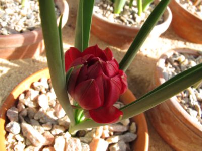 Tulipa humilis 'Tete-a-Tete'