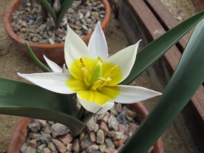 Tulipa subbiflora