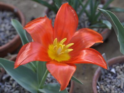 Tulipa vvdenskyi 'Angren Star'