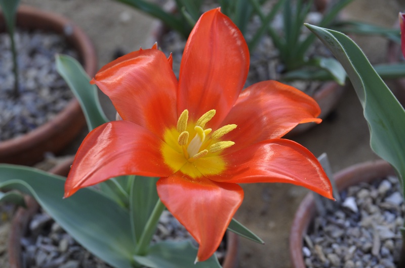 Tulipa vvdenskyi 'Angren Star'