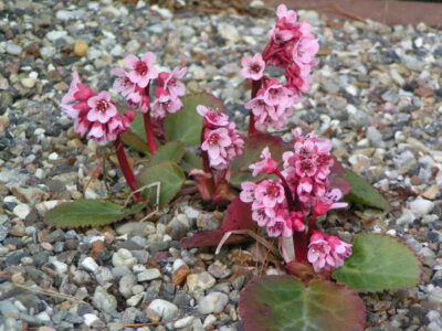 Bergenia purpurescens