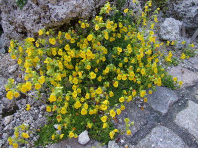 Calceolaria tenella