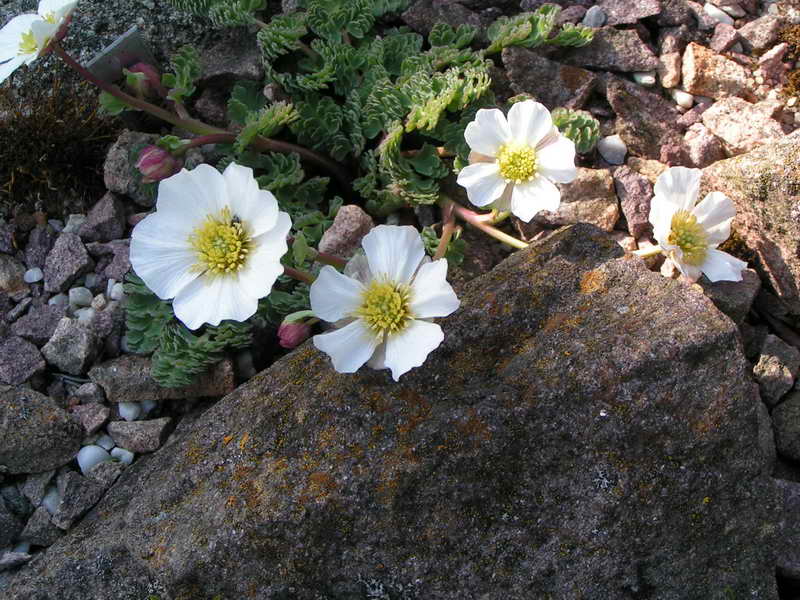 Callianthemum alatavicum