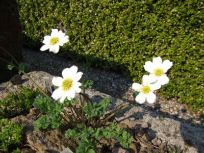 Callianthemum sajanense