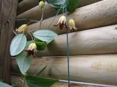 Clematis repens