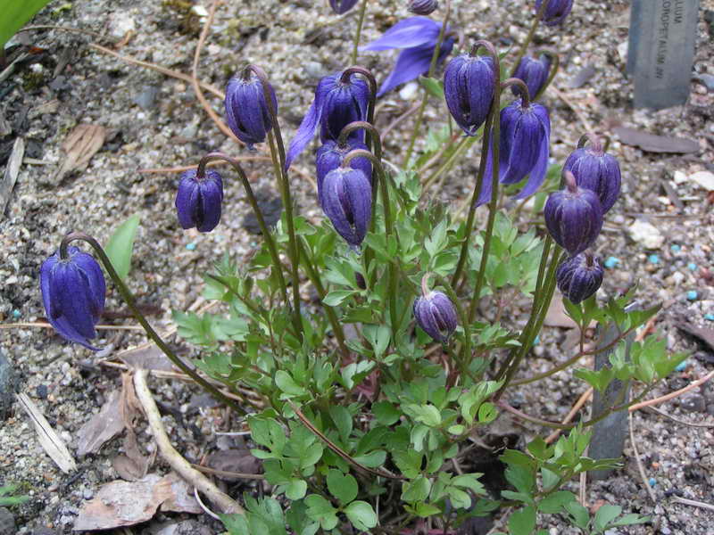 Clematis tenuiloba F&Z 243