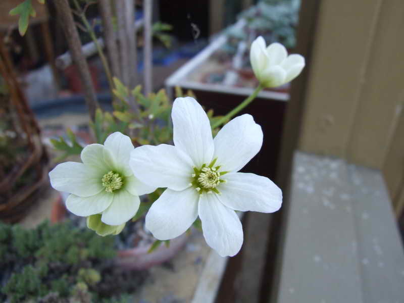 Clematis x cartmannii 'Joe'