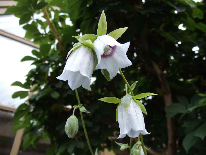 Codonopsis clematidea