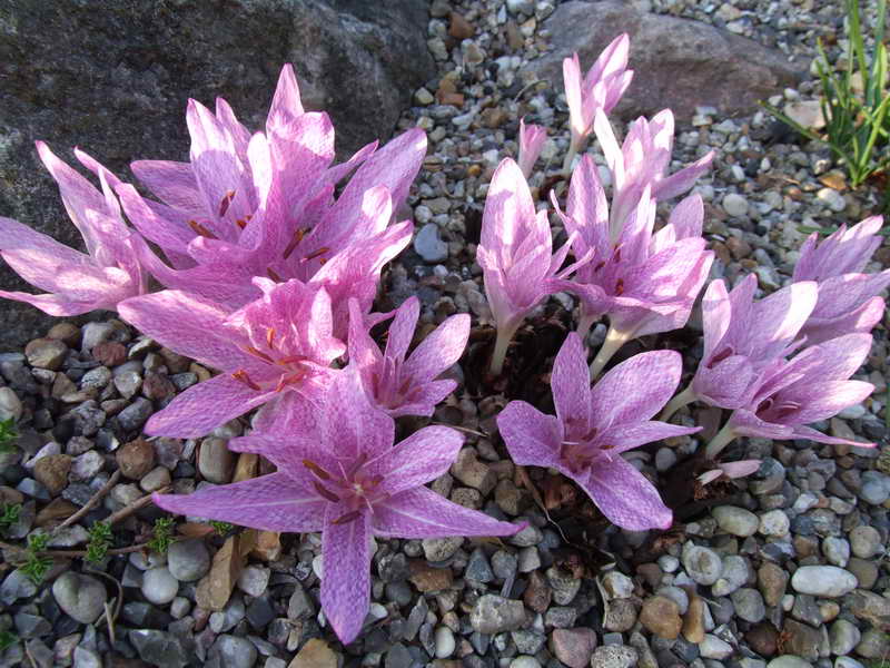 Colchicum agrippinum