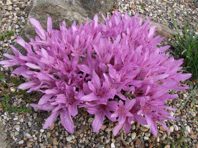 Colchicum agrippinum