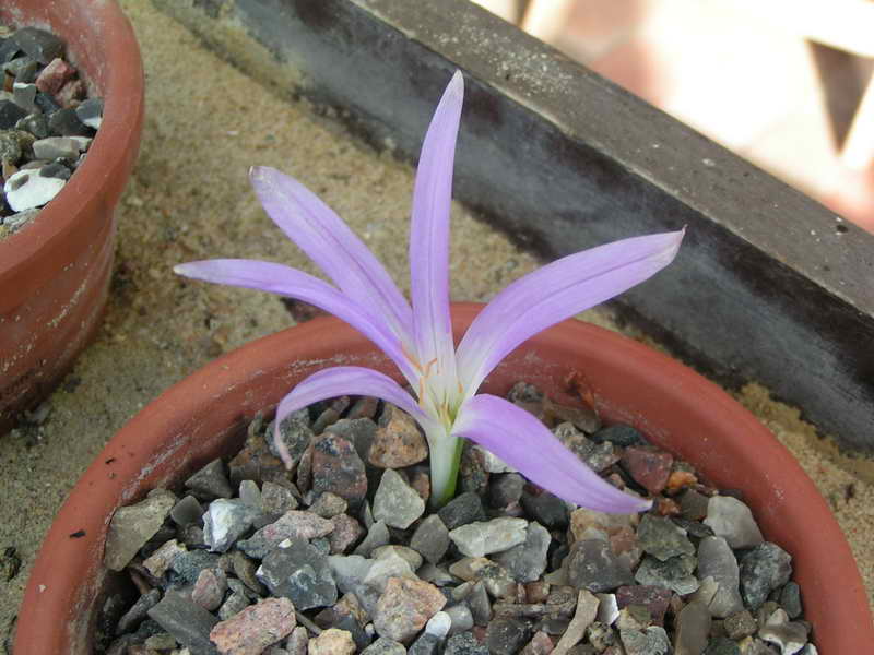 Colchicum atticum