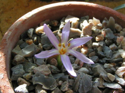 Colchicum boissieri 'Manavgat'