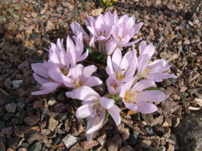 Colchicum hungaricum