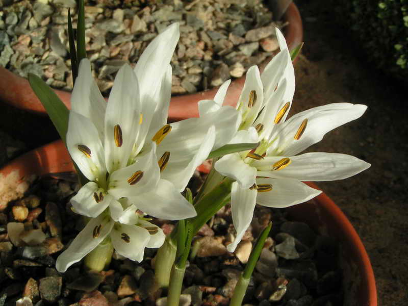 Colchicum jolanthea