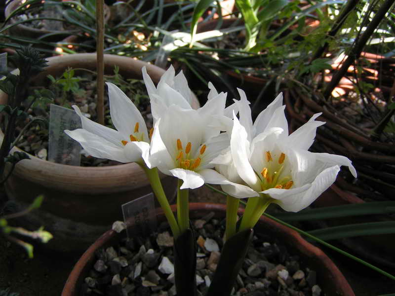 Colchicum szovitsii 'Tivi'