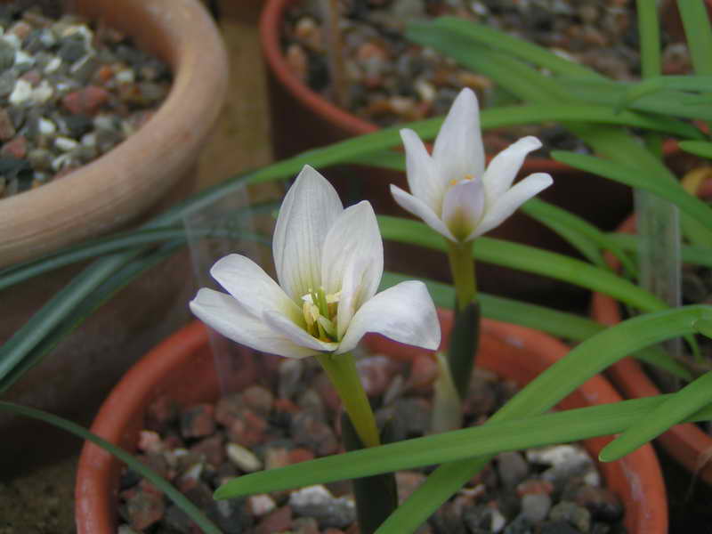 Colchicum szovitsii 'Vardaovit'