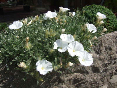 Convolvulus compactus