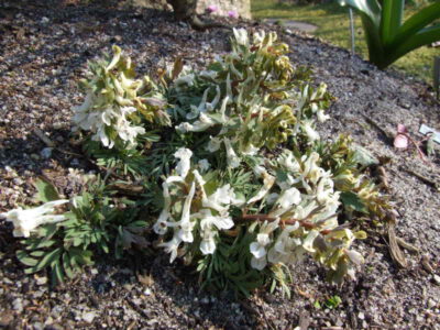 Corydalis solida 'Herskind Hvid'