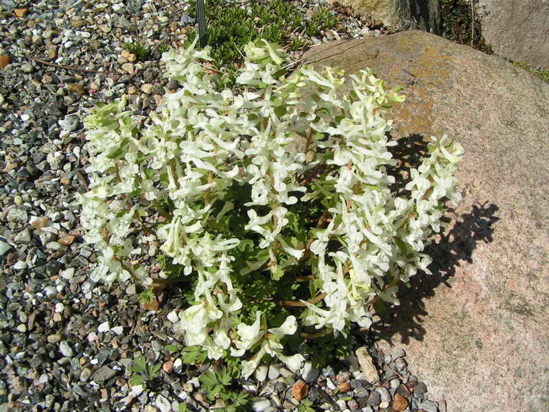 Corydalis alexeenkoana