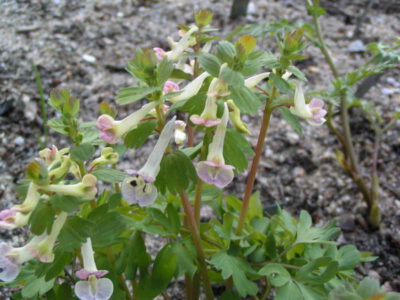 Corydalis x allenii