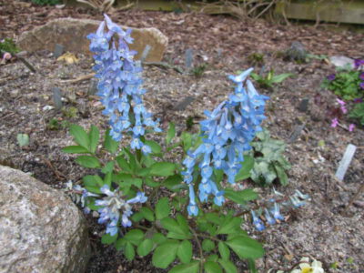 Corydalis ambigua