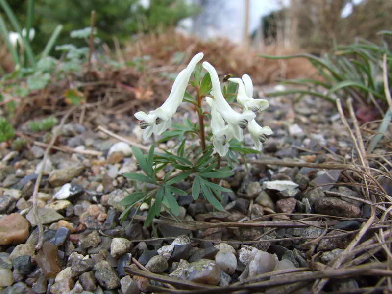 Corydalis angustifolia