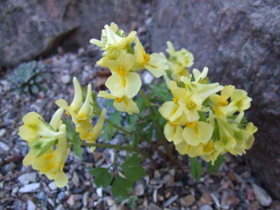 Corydalis bracteata