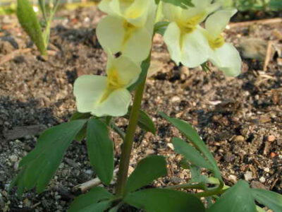 Corydalis bracteata 'Marina'