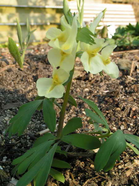 Corydalis bracteata 'Marina'