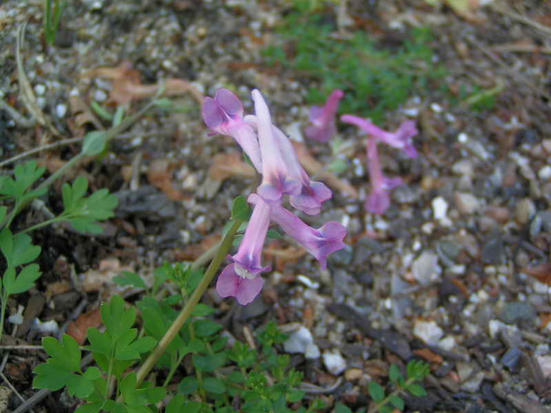 Corydalis decumbens