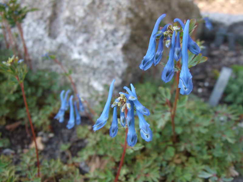 Corydalis flexuosa