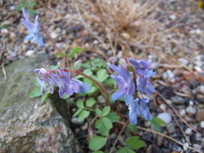 Corydalis fumariifolia