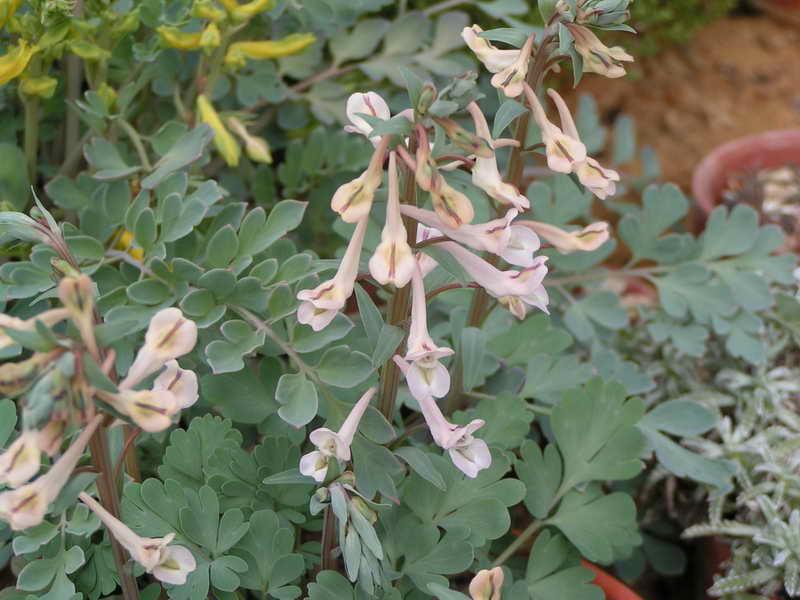 Corydalis glaucescens