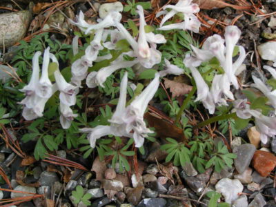 Corydalis kusnetzovii