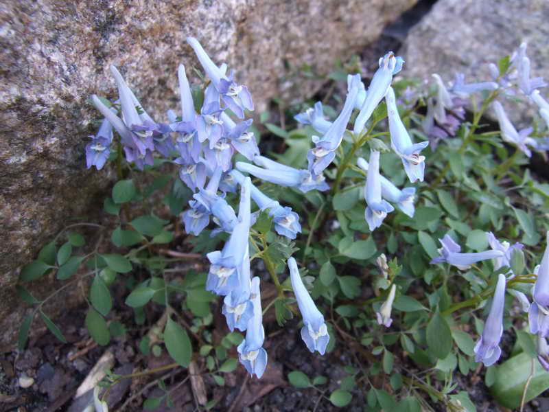 Corydalis lineariloba