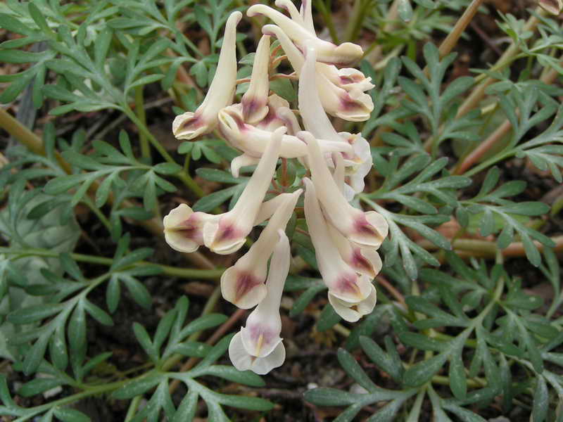 Corydalis magadanica