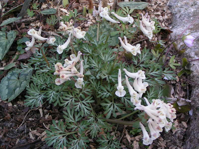 Corydalis magadanica