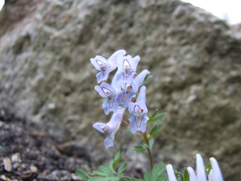 Corydalis ornata