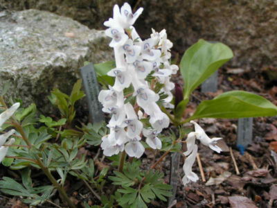 Corydalis ornata alba