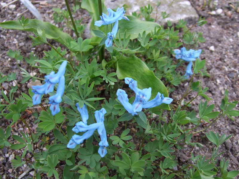 Corydalis pachycentra