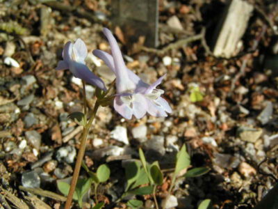 Corydalis papilligera