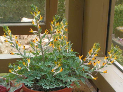 Corydalis schanginii ssp ainae