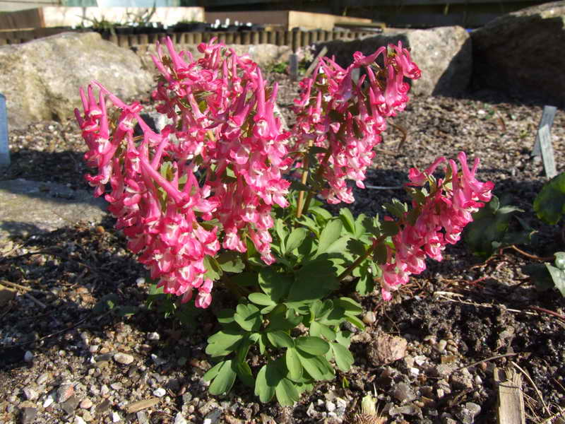 Corydalis solida seedling