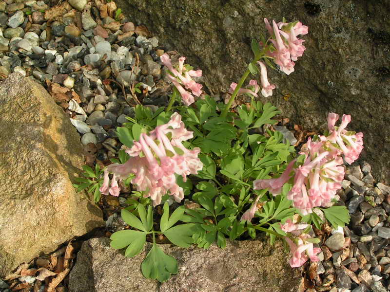 Corydalis solida 'Blushing Girl'