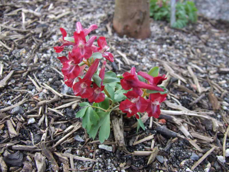 Corydalis solida seedling